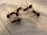 Účinný boj s mravenci - funguje chemie i babské rady